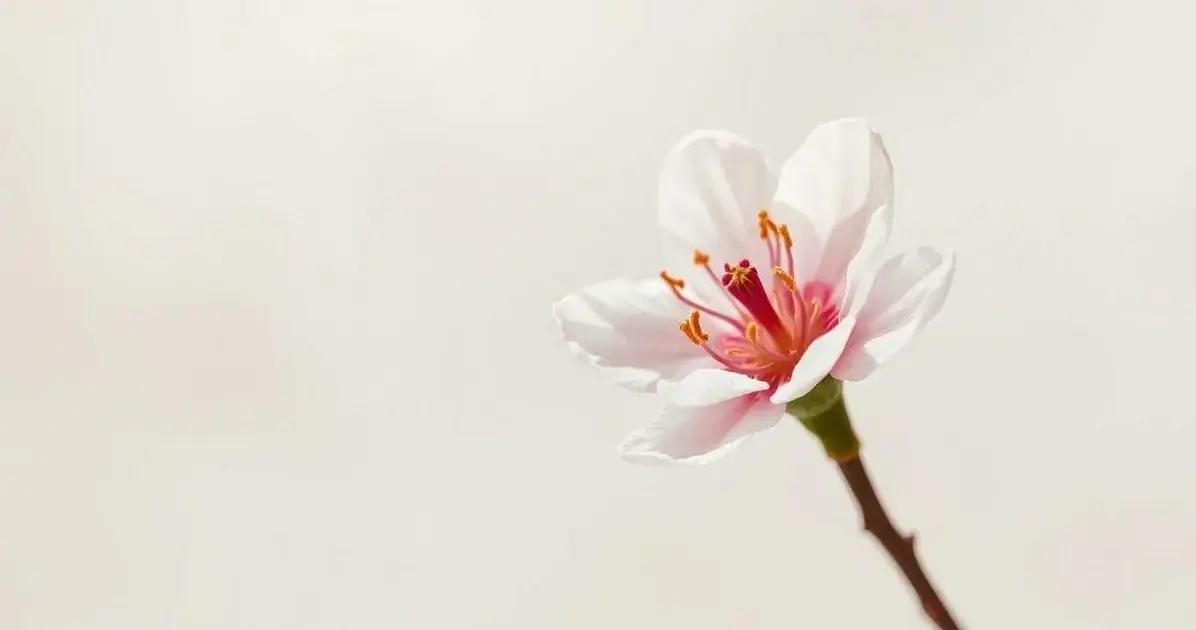 O que é o perfume soliflor?